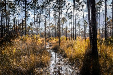 Con đường đi dạo Florida Trail trong khu bảo tồn quốc gia Big Cypress, bang Florida. Ảnh: Brian Koprowski