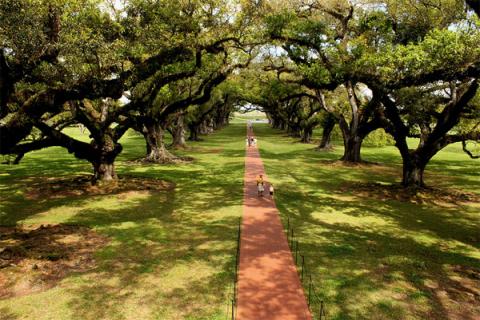 Đồn điền Oak Alley Plantation trên sông Mississippi thuộc cộng đồng Vacherie, Louisiana. Ảnh: Prayitno/ Flickr