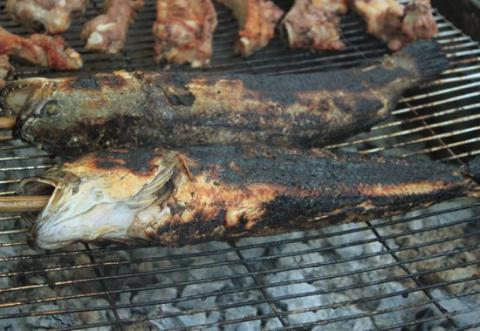 Cá tràu (cá lóc) luôn là những món ăn dân dã gắn liền với đồng ruộng.