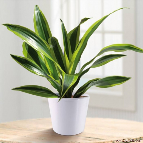 9 loại cây cảnh hút khí độc cực tốt