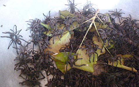 Biệt dược phòng the ở chợ côn trùng cực độc nổi tiếng miền Tây