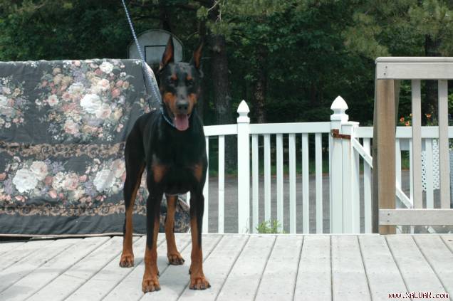 Tìm bạn chung sợ thích dòng chó minpin - 1