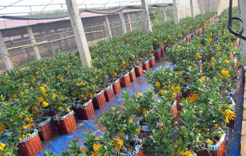 Vườn phật thủ bosai được trồng và chăm sóc sau gần 3 năm mới cho quả đẹp với nhiều nhiều hình dáng tay phật.