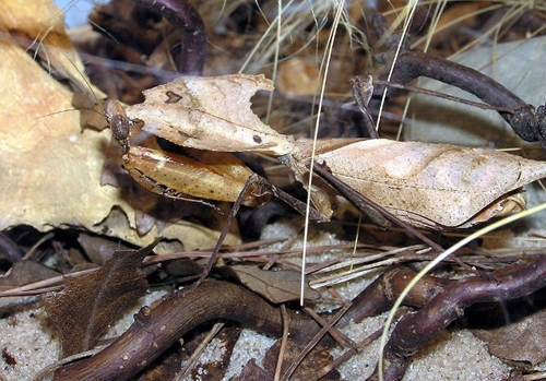 Con bọ ngựa lá săn mồi (Dead leaf mantis) có bộ phận cơ thể trông như một chiếc lá rụng. Cách ngụy trang trên giúp chúng lẩn tránh khỏi động vật ăn thịt và ẩn nấp khi đi săn mồi.