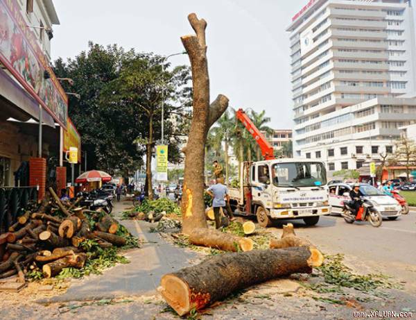 Hàng trăm cây xà cừ cổ thụ đã bị đốn hạ cùng nhiều cây xanh khác.