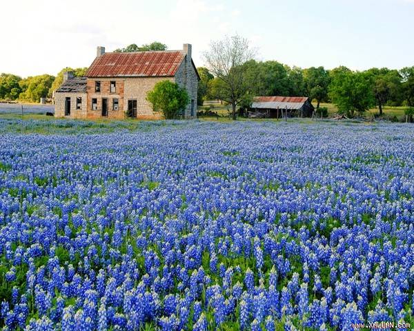 Texas cuối tháng 3, đầu tháng 4 ngập trong sắc xanh tím của Bluebonnet