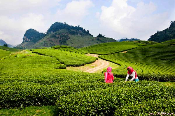 Du lịch Mộc Châu vào tháng 4, du khách sẽ được ngắm đồi chè xanh bạt ngàn