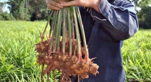 ‘Thần dược’ chữa bệnh mất ngủ kinh niên ở ngay trong nhà bạn