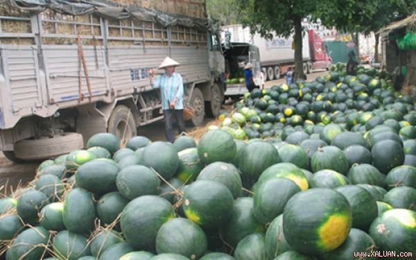 Tình trạng khó tiêu thị dưa hấu lặp đi lặp lại nhiều năm nay (Ảnh minh họa: KT)