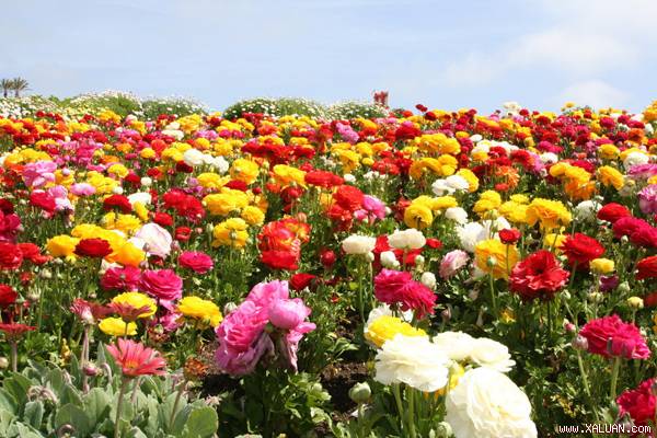 10 cánh đồng hoa ai cũng muốn ngắm một lần trong đời
