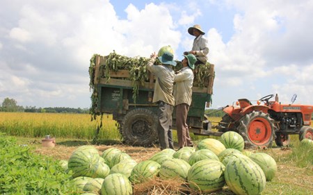 Người dân xã Tịnh Hiệp (Sơn Tịnh, Quảng Ngãi) đang thu hoạch dưa gối vụ. Ảnh: Công Xuân