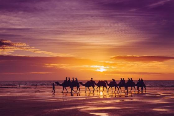 Những chú lạc đà rảo bước trong khung cảnh hoàng hôn diệu kỳ ở Broome, phía tây của Australia.