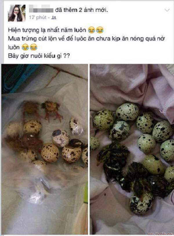 Bức ảnh về hiện tượng trứng lộn nở thành chim non của facebooker được chia sẻ (Ảnh facebook)