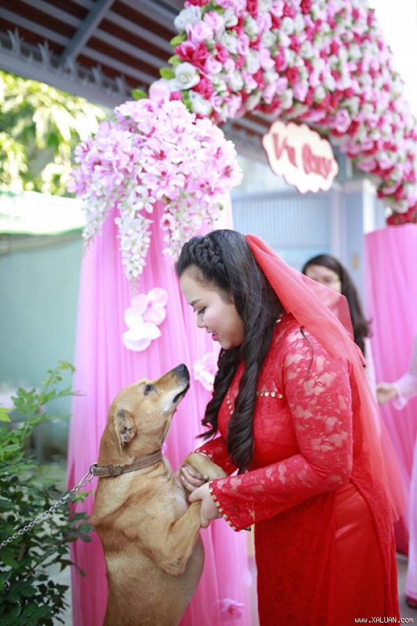 Chú chó tên Ki được nhà cô dâu xem như một thành viên trong gia đình