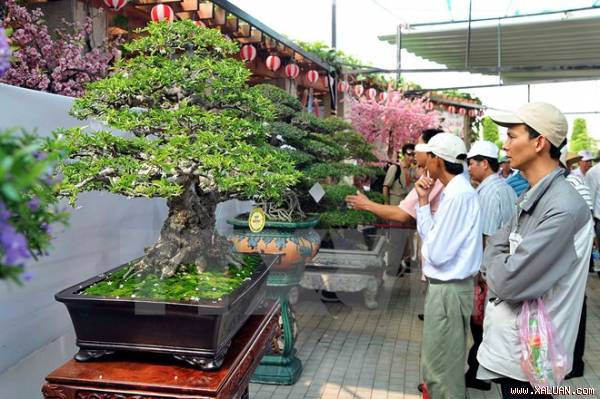 Khách tham quan các tác phẩm bonsai trưng bày tại Lễ hội.