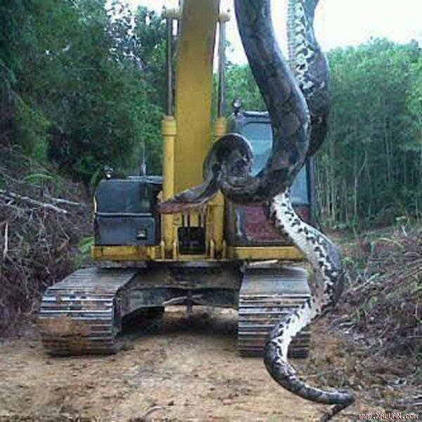 Có người còn thừa nhận đã chính tay giết chết con trăn nặng tới 300kg này