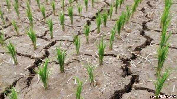 Hạn hán tồi tệ nhất trong 100 năm qua ở Triều Tiên