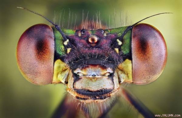 Chế tạo UAV dáp dụng công nghệ từ mắt côn trùng