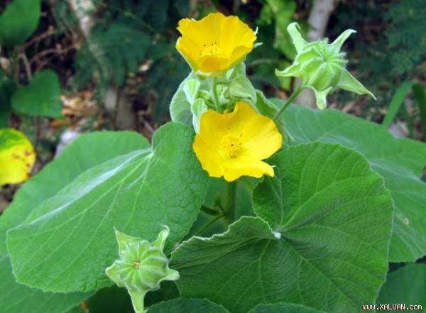 [Image: 755d1a1f2ac73e.img.jpg]