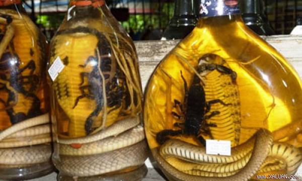 Bình rượu ngâm côn trùng.