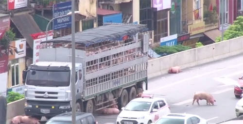 Nhiều con lợn bị đau nằm la liệt dưới gầm xe tải.