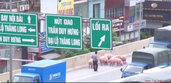 Người đàn ông vất vả đuổi đàn lợn về phía xe tải.