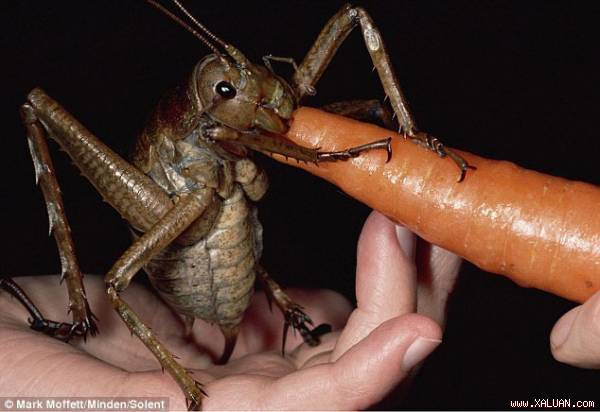 Dế Weta rất nghiện cà rốt.