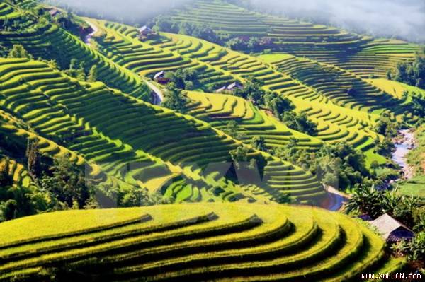 Màu vàng quyến rũ của các thửa ruộng bậc thang Hoàng Su Phì. (Ảnh: Đỗ Bình/TTXVN)