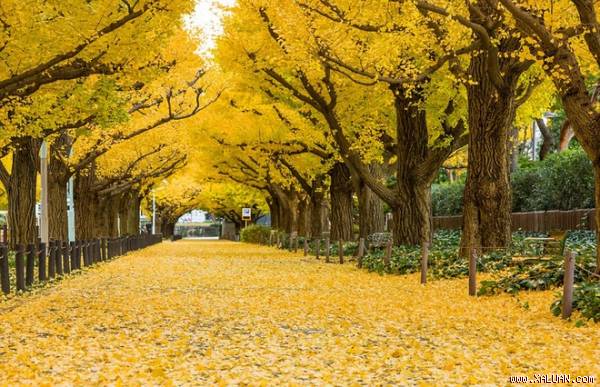 Trong ảnh là hàng cây Ginkgo nổi tiếng ở Tokyo, Nhật Bản.