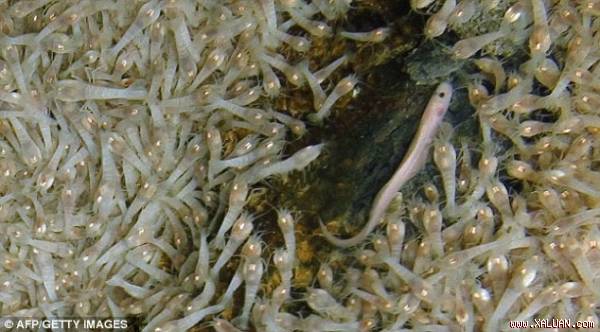 Tôm “bất tử“ Rimicaris hybisae