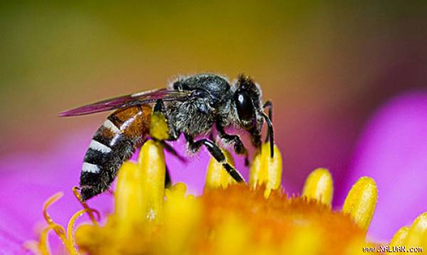 Bạn có biết loài côn trùng nào có lợi, hại với chúng ta ?