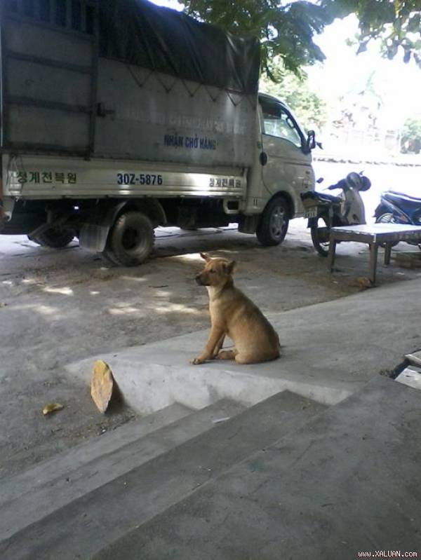 Chú chó nhỏ đáng thương và tội nghiệp.