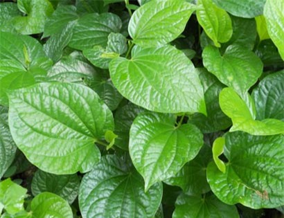 Lấy 30 gr lá lốt tươi, đổ một lít nước vào đun sôi, cho thêm ít muối. Để nước ấm ngâm tay chân vào. Làm thường xuyên ngày một lần trước khi đi ngủ, sẽ có kết quả tốt.