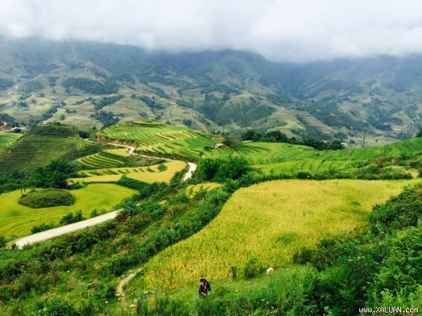 Lúa chín ở Tả Van.