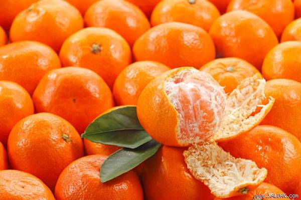Quýt Trung Quốc chứa hóa chất có màu vàng tươi, láng bóng, rất hấp dẫn.