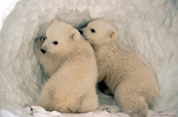 Gần 10.000 con gấu Bắc Cực sẽ biến mất vào giữa thế kỷ 21