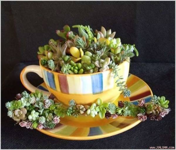 Chiếc tách cũ được biến hóa thành chậu trồng hoa tuyệt đẹp để trang trí nhà cửa.