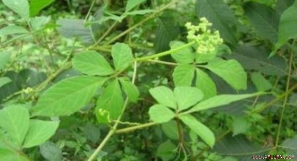 Cây ‘cỏ thần kỳ’ giúp người Nhật sống thọ: Có nhiều ở Việt Nam
