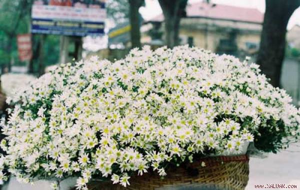 Loài hoa làm xao xuyến trái tim người Hà Nội mỗi khi Đông về