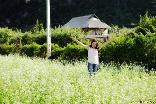 Từ tháng 11 du khách đến Mộc Châu ngắm và chụp ảnh với hoa cải trắng ngày càng nhiều. Ảnh: Tuấn Anh