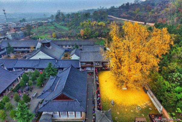 Cây ngân hạnh (bạch quả, rẻ quạt) này nằm ngay bên cạnh chùa Quan Âm, thành phố Tây An, Thiểm Tây, Trung Quốc.