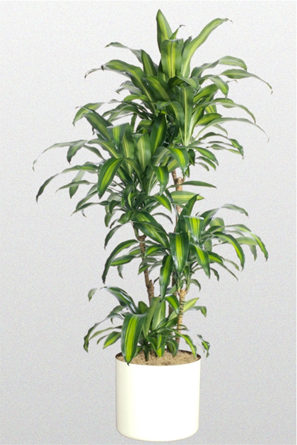 Thiết mộc lan