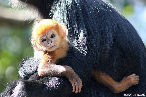 Khỉ con lông vàng giống hệt Tôn Ngộ Không gây sốt khắp nước Úc