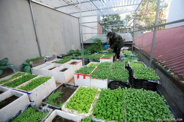 Trồng rau trên sân thượng là sự lựa chọn của nhiều gia đình thành phố