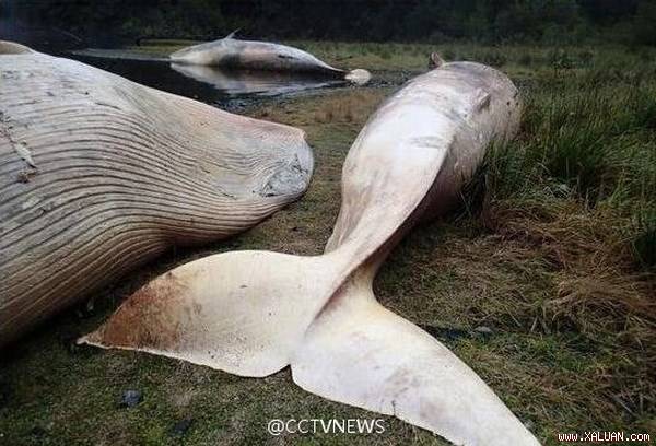 Xác cá voi dạt vào bờ biển.