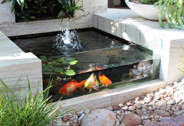 Ý tưởng thiết kế ao cá cho sân sau nhà đẹp