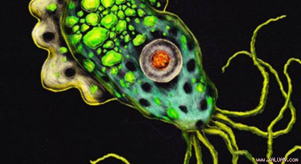 Amip Entamoeba histolytica
