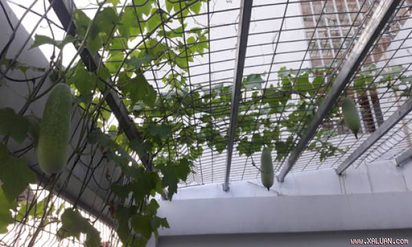 Vườn rau xanh phủ đầy sân thượng