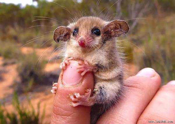 Thú có túi Possums