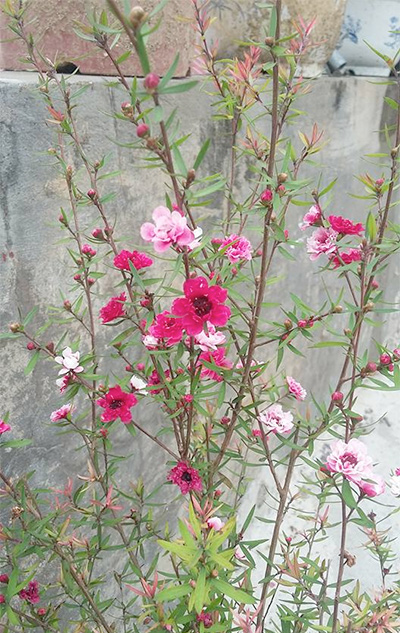 Cây chỉ trồng trong chậu nhỏ nhưng ra rất nhiều hoa. Ảnh: Hiền Anh.